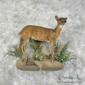 royal antelope life size mount for sale 31415 the taxidermy store.jpeg