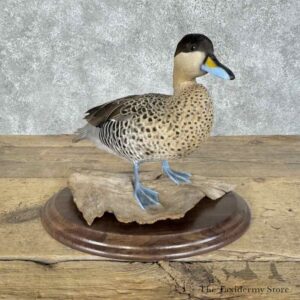 silver teal drake bird mount for sale 31398 the taxidermy store.jpeg