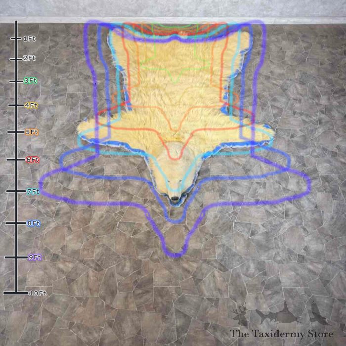 polar bear full size taxidermy rug mount for sale polar bear full size taxidermy rug mount for sale