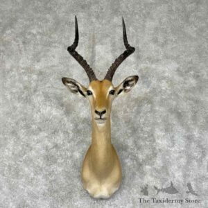 south african impala shoulder mount for sale 31339 the taxidermy store.jpeg