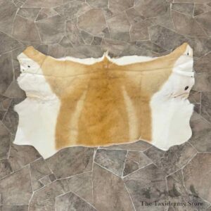 springbok hide throw for sale 31042 the taxidermy store.jpeg