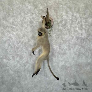 vervet monkey life size mount for sale 31362 the taxidermy store.jpeg