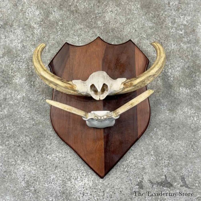 warthog tusk plaque display for sale 30922 the taxidermy store.jpeg