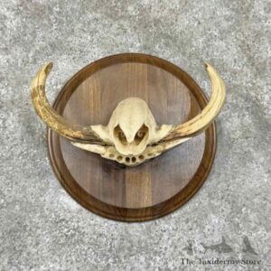 warthog tusk plaque display for sale 30924 the taxidermy store.jpeg