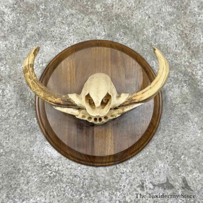 warthog tusk plaque display for sale 30924 the taxidermy store.jpeg