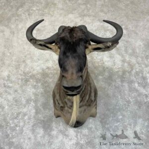 white bearded wildebeest shoulder mount for sale 31350 the taxidermy store.jpeg