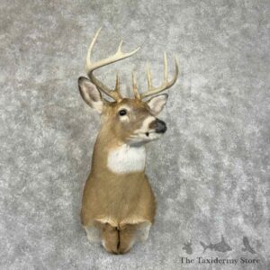 whitetail deer shoulder mount for sale 31491 the taxidermy store.jpeg