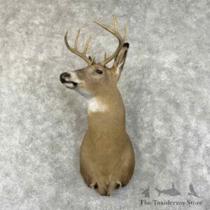 whitetail deer shoulder mount for sale 31492 the taxidermy store.jpeg