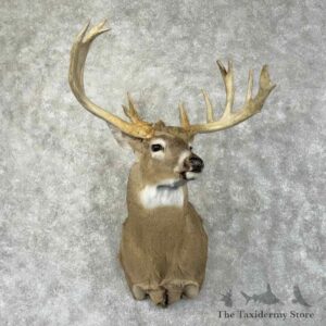 whitetail deer shoulder mount for sale 31493 the taxidermy store.jpeg