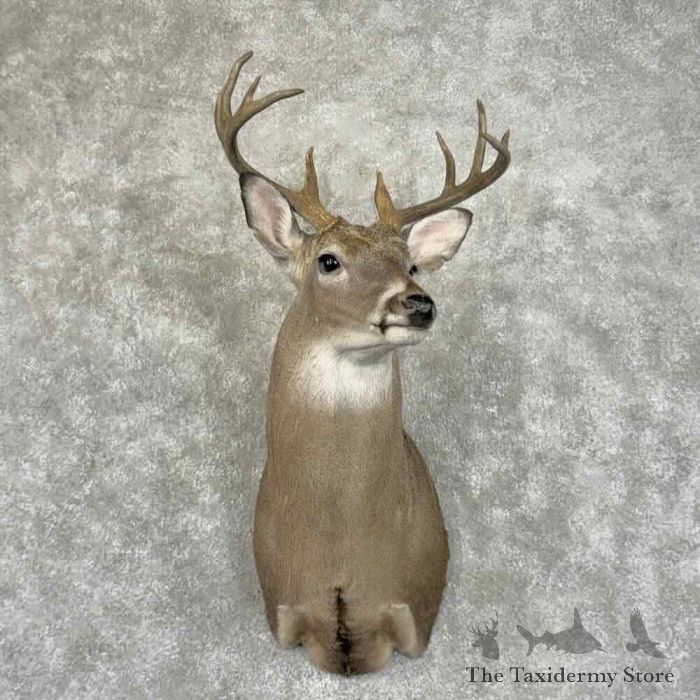 whitetail deer shoulder mount for sale 31495 the taxidermy store.jpeg