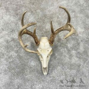 whitetail deer skull european mount for sale 30911 the taxidermy store.jpeg