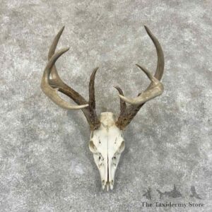 whitetail deer skull european mount for sale 30914 the taxidermy store.jpeg