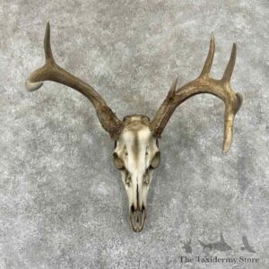 whitetail deer skull european mount for sale 30915 the taxidermy store.jpeg