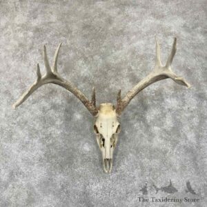 whitetail deer skull european mount for sale 30917 the taxidermy store.jpeg