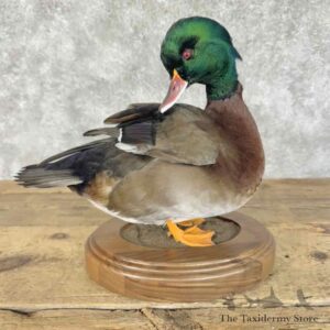 wood duck chestnut teal cross bird mount for sale 31402 the taxidermy store.jpeg